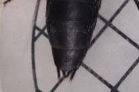 Ocypus olens