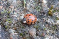 Harmonia axyridis