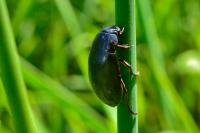 Hydrochara caraboides