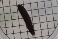 Cantharis