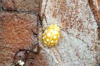 Halyzia sedecimguttata