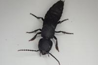 Ocypus olens