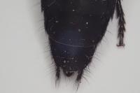Ocypus olens