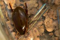 Cybister lateralimarginalis