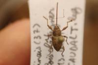 Curculio elephas