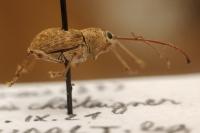 Curculio elephas