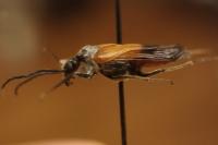 Stenoria analis