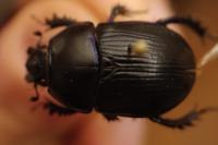 Geotrupes spiniger