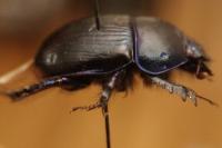 Geotrupes spiniger