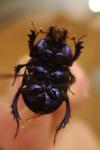 Geotrupes spiniger