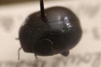 Chrysolina haemoptera