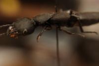 Ocypus olens