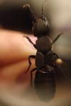 Ocypus olens