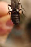 Ocypus olens