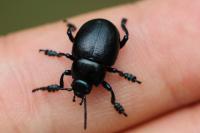 Timarcha goettingensis