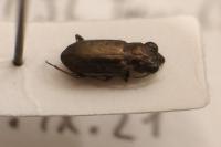 Notiophilus quadripunctatus