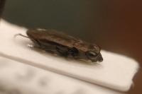 Notiophilus quadripunctatus