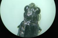 Notiophilus quadripunctatus