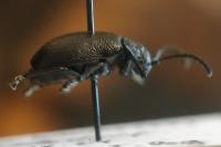 Galeruca tanaceti