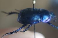 Anoplotrupes stercorosus