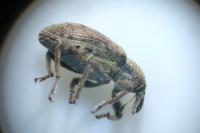 Hypera postica