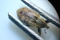 Hypera postica
