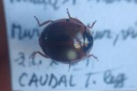 Harmonia axyridis