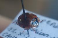 Harmonia axyridis