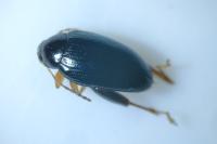 Psylliodes chrysocephala
