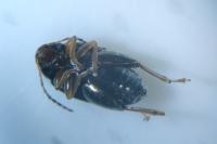 Psylliodes chrysocephala