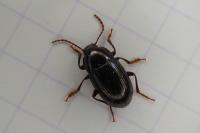 Nalassus laevioctostriatus