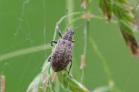 Polydrusus cervinus