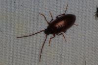 Gonodera luperus