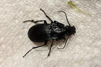 Abax parallelepipedus