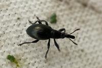 Aspidapion aeneum