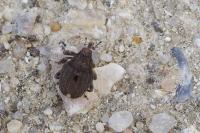 Stenocarus
