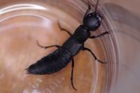 Ocypus olens