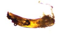 Sphaeroderma rubidum