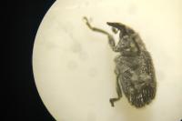 Rhinusa antirrhini