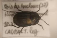 Phosphuga atrata