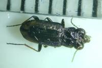 Notiophilus quadripunctatus