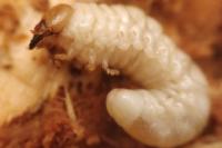 Dorcus parallelipipedus