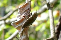 Dicerca berolinensis