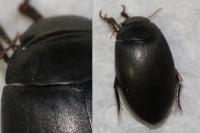 Agabus bipustulatus