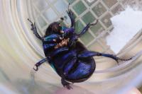 Anoplotrupes stercorosus