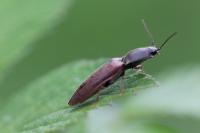 Athous haemorrhoidalis