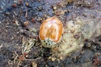 Harmonia quadripunctata