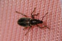 Polydrusus marginatus