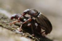 Polydrusus marginatus