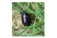 Margarinotus